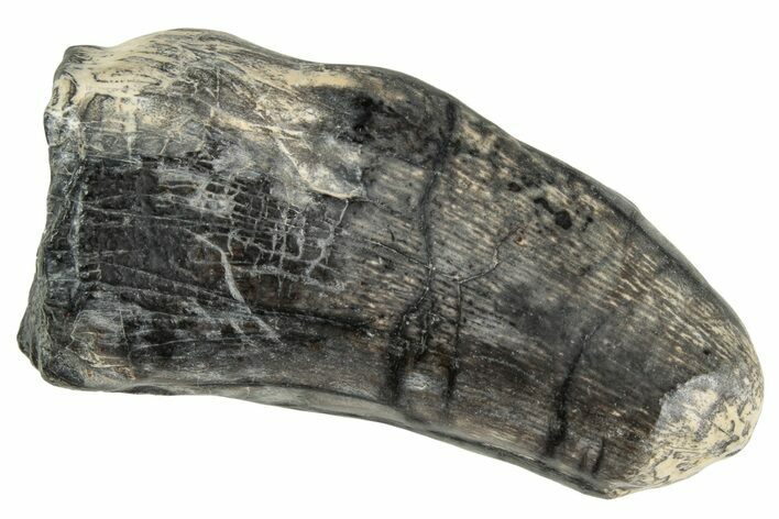 Megalosaurid Dinosaur (Afrovenator) Tooth - Niger #241143